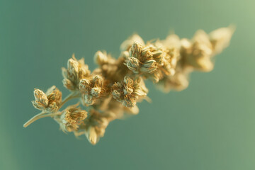 Poster - Close-up of dried beige flower branch against teal background, showcasing delicate texture and natural form, ideal for botanical or minimalist designs