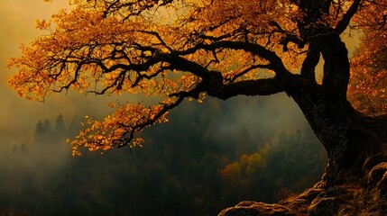 Poster - A large tree branch covered with orange autumn foliage extends over a forest