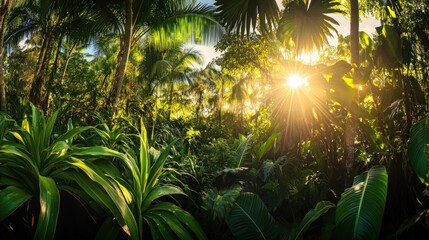 Poster - Lush green jungle scene bathed in bright sunlight shines through
