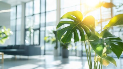 Poster - Monstera plant basks in sunlight inside a modern building