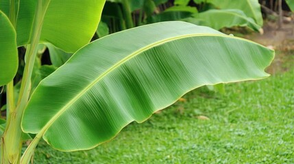 Poster - A vibrant green banana leaf is featured prominently in nature