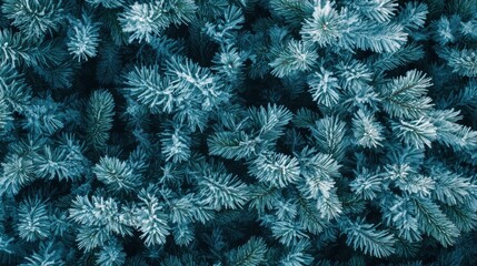 Poster - Frosty Pine Branches Winter Wonderland Scene