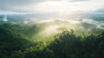 Aufkleber - Lush green forest with fog and sunlight covering hills