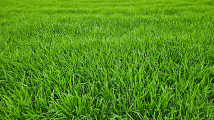 Canvas Print - fresh green grass nature background