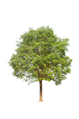 Wall Mural - green tree isolated on transparent background with clipping path, single tree with clipping path and
