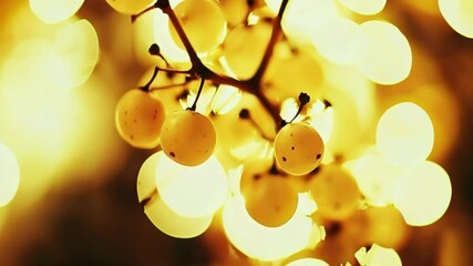 Poster - Softly Glowing Light Balls on Branch Against Warm Golden Background