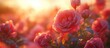 © Almahyra - Pink roses sunset garden bloom romantic
