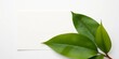 © Tanapong - Blank paper, green leaf on white table, greeting card mockup, flat lay, greenery, blank paper