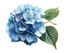 花卉圖 賓虹 ColBase