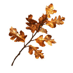 Poster - Oak branch with autumn leaves casting a shadow in warm, earthy tones, Oak branch with autumn brown dry leaves with shadow, file of isolated object on Transparent background