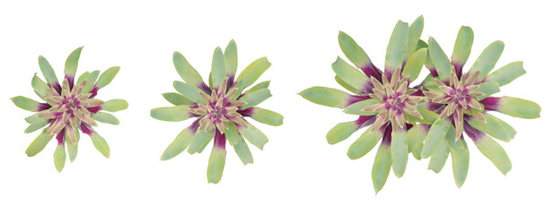 Wall Mural - Top view 3d flowers plant of Guzmania sanguinea on transparent background, png illustration