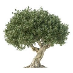 olive tree stands tall with lush green foliage, showcasing its beauty in a serene landscape during d