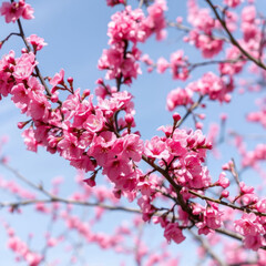 Wall Mural - Beautiful pink blossoms adorn branches against clear blue sky, creating vibrant and cheerful atmosphere. delicate petals evoke feelings of spring and renewal