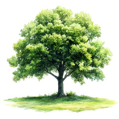 lush green tree in the summer sun, watercolor vector, isolated on a white background.