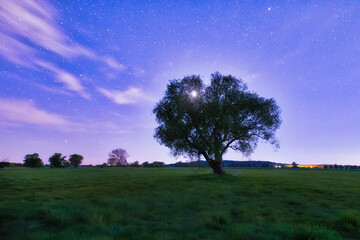 landscape with tree and sky
