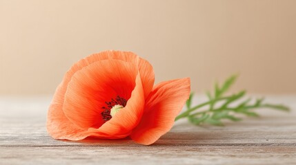 Poster - single red poppy lays on rustic wooden table symbolizing sacrifice and remembrance against neutral b
