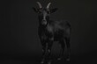 © firdan - Black Goat Standing Still Portrait
