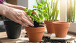 © cinta - Hands Planting Fresh Herbs in Terracotta Pots at Bright Window