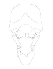 Poster - A skull is drawn in black and white. The skull is shown from the side, with the jawbone and teeth visible. The skull is drawn in a very simple and minimalistic style, with no shading or detail