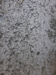 Poster - Cracked Surface Texture Gray Background