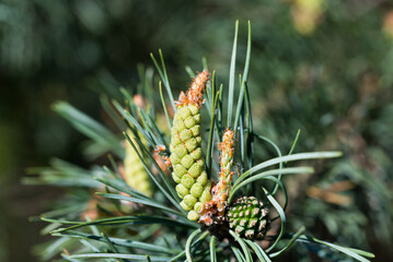 pine flowers and cones closeup selective focus