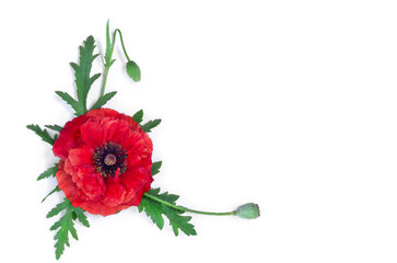 Wall Mural - flower red poppies ( corn poppy, corn rose, field poppy ) on a white background with space for text.