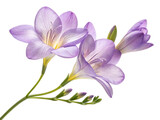 Freesia flowers bloom beautifully with delicate petals showcasing shades of purple and yellow, creating vibrant and cheerful atmosphere