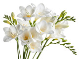 Beautiful bouquet of freesia flowers showcases their delicate white petals and vibrant green buds, perfect for any occasion