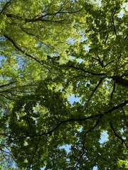 trees in the forest