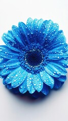 Poster - Captivating Close Up of a Blue Gerbera Daisy Adorned with Refreshing Water Droplets on Petals