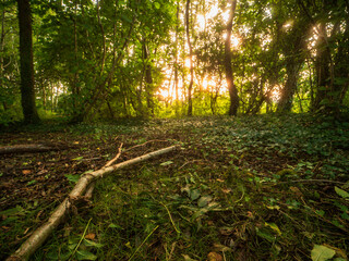 Wall Mural - a forest with a sun shining through the trees. the sun is casting a warm glow on the forest floor, c