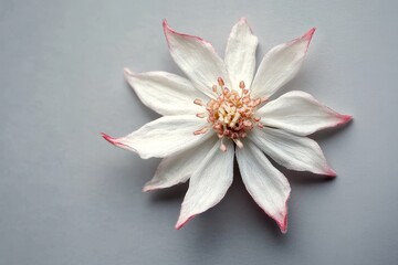 Poster - Close-up view of a delicate, white flower design.