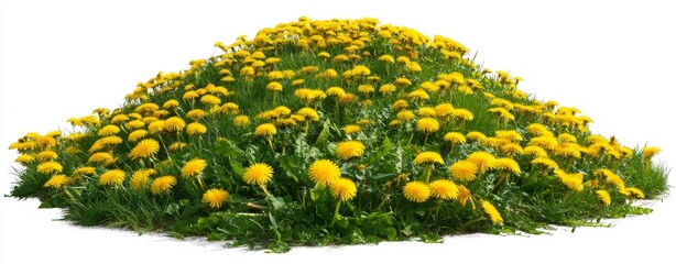 A 3D rendering of a grass meadow featuring dandelions, set against a transparent background in a PNG file format