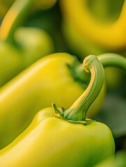Poster - Captivating close up of vibrant green and yellow peppers showcasing fresh produce and organic farming with a shallow depth of field and natural light