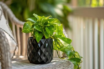 Poster - Green indoor plant beautifully displayed in a black decorative pot on a wicker chair in a sunlit room