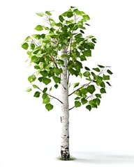 Poster - Isolated birch tree sapling with vibrant green leaves against a clean white backdrop studio shot nature photography representing growth and new beginnings botanical detail