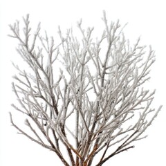 Poster - Frozen branches glistening in winter frost against a bright white background creating a serene and minimalist nature scene ideal for seasonal designs and artistic projects