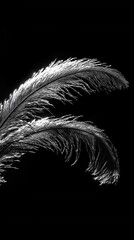 Poster - Elegant ostrich feather in monochrome against a black backdrop creating a dramatic and artistic composition showcasing texture and light in a minimalist style