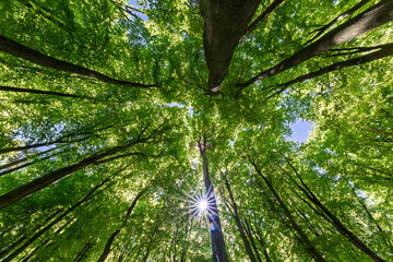 Wall Mural - trees in the forest