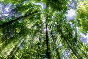 Wall Mural - a beautiful spiral view of a lush, vibrant green forest canopy overhead and beyond