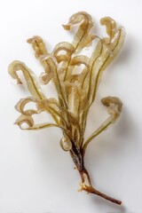 Poster - Delicate brown seaweed with translucent fronds against a pristine white background studio shot botanical beauty marine algae nature photography