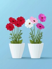 Poster - Charming floral display featuring vibrant red and pink cosmos flowers in white pots against a serene blue background creating a cheerful and inviting atmosphere