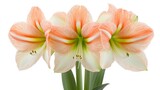 Stunning Peach and White Amaryllis Flowers Bouquet