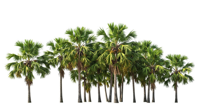 Isolated tropical palm trees cutout for landscape design and architectural rendering on black background