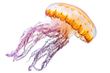 Aufkleber - Beautiful orange jellyfish gracefully swimming in clear waters with long tentacles, showcasing vibrant colors and transparent features in a natural underwater habitat