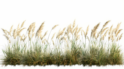 Wall Mural - set hordeum jubatum