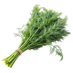Poster - Fresh bunch of dill leaves, fluffy and soft, tied together with natural string, isolated on transparency background. vibrant green color and delicate texture make it ideal for culinary use