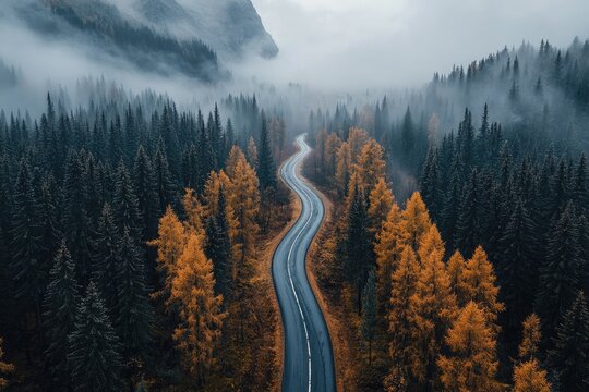 a winding asphalt road meanders through a dense forest shrouded in mysterious fog