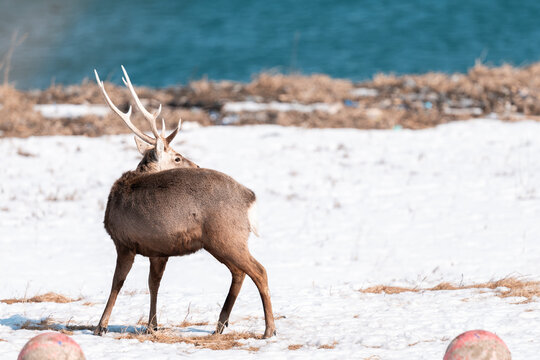 Male Sika Deer At Notsuke Peninsula, Hokkaido, Japan  