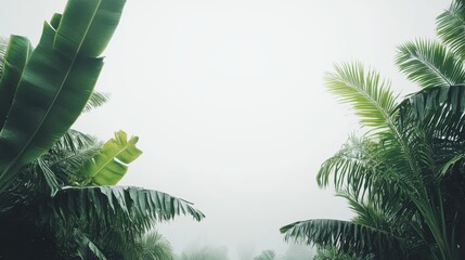 Poster - Tropical Canopy View of Palm and Banana Trees in Foggy Weather with White Background